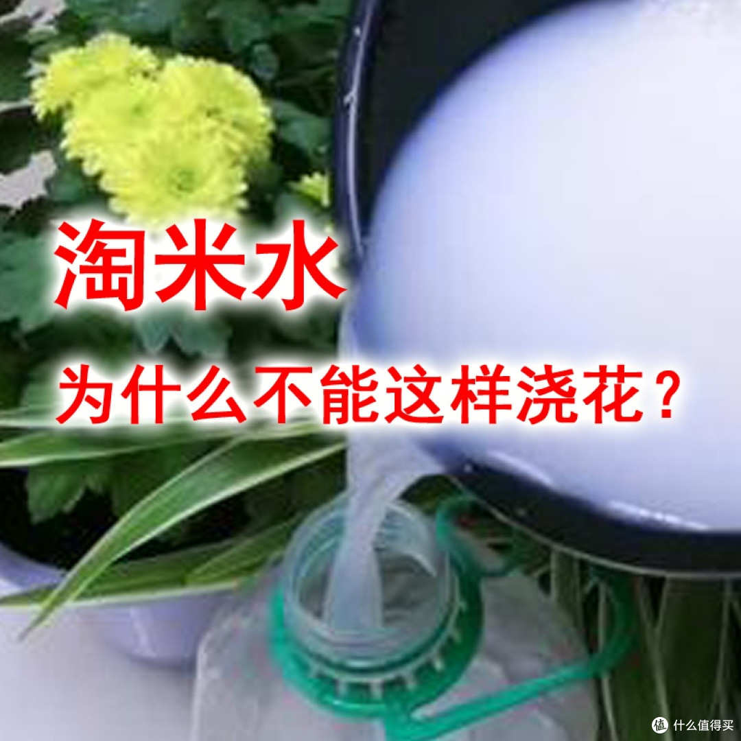 淘米水,为什么不能这样浇花?