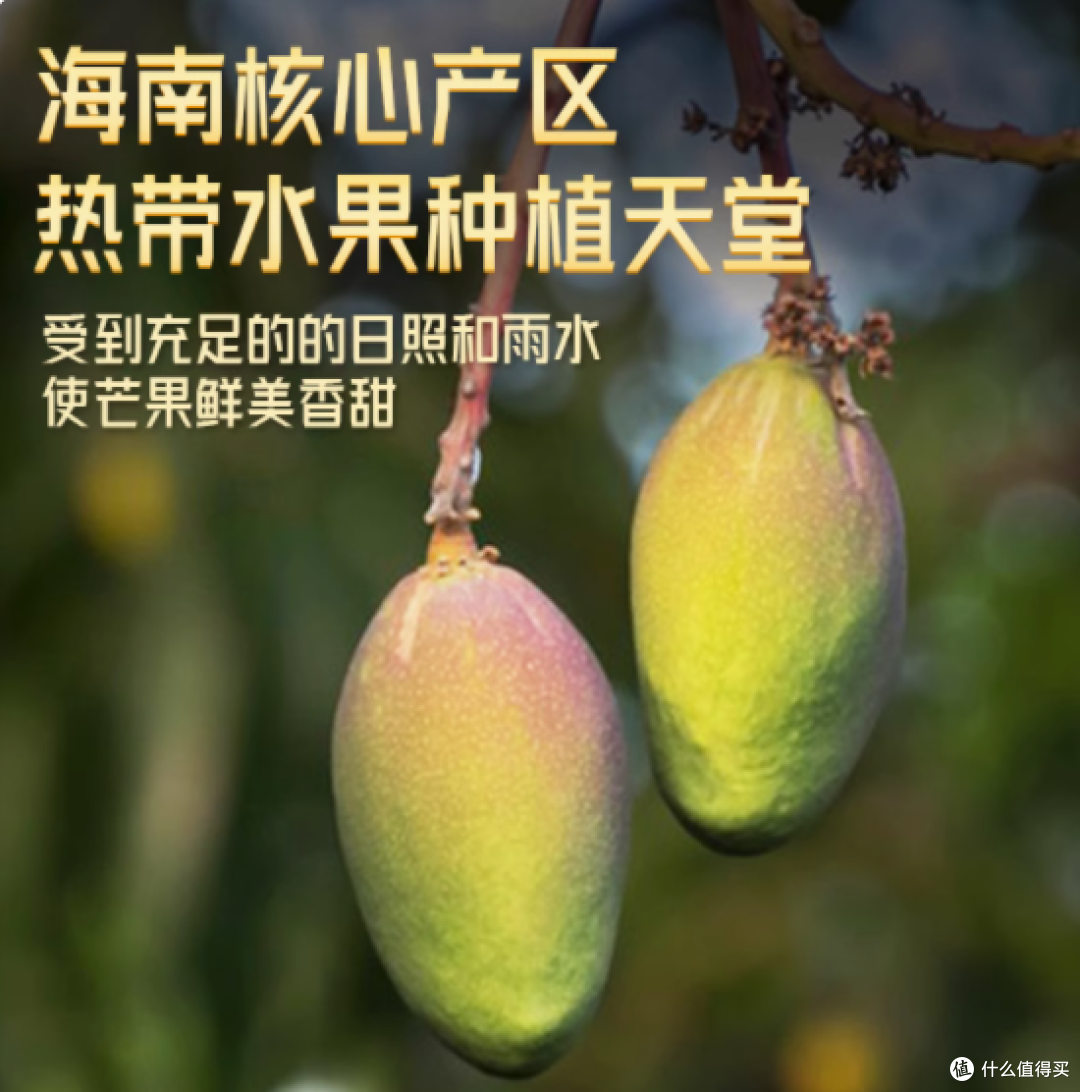邂逅热带甜蜜,尽享贵妃芒的醉人滋味