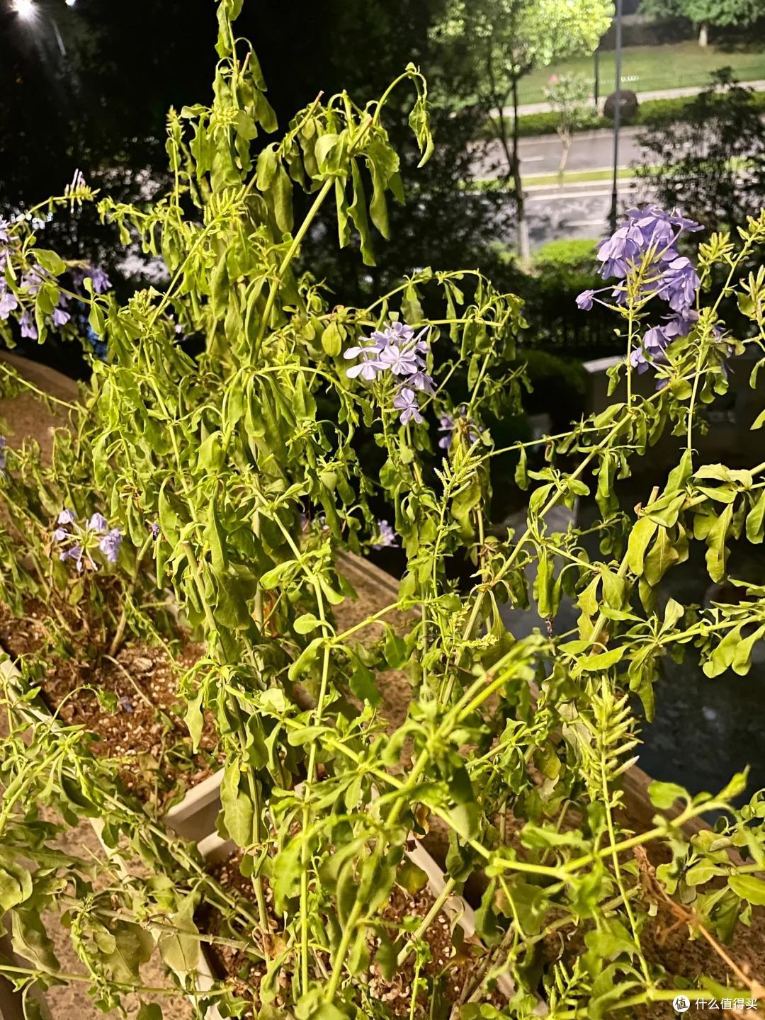 “养了7年蓝雪花,我狠心砍了”,原以为岁月静好,实则不堪重负~