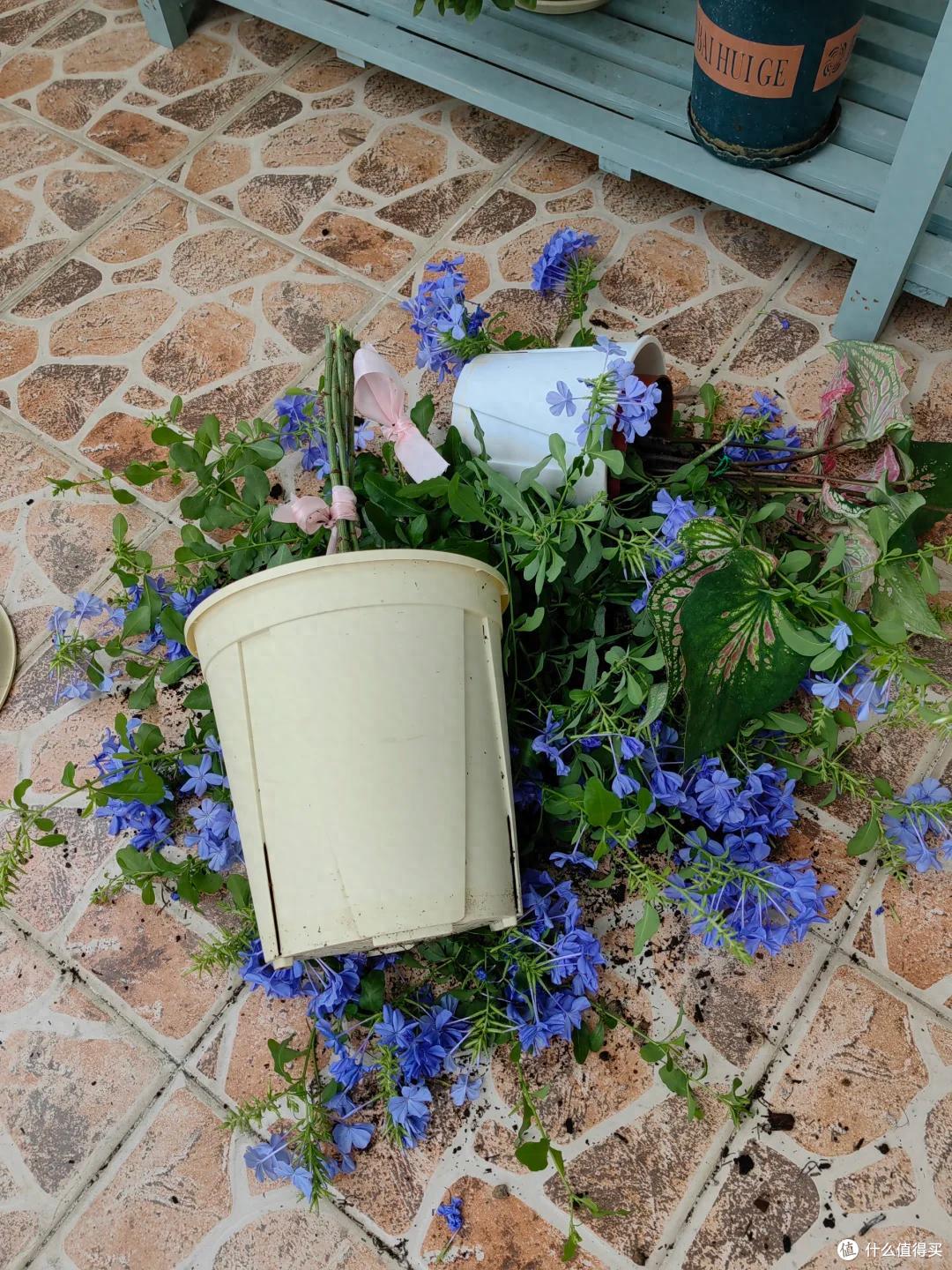 “养了7年蓝雪花,我狠心砍了”,原以为岁月静好,实则不堪重负~