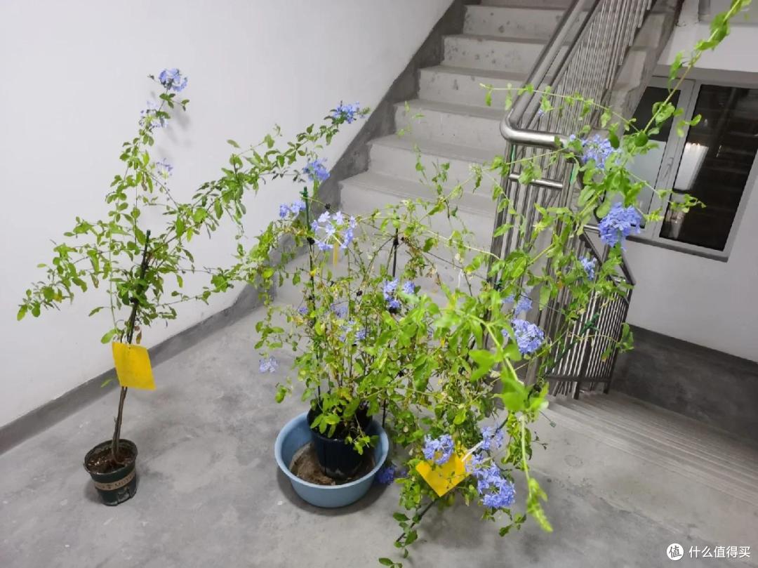 “养了7年蓝雪花,我狠心砍了”,原以为岁月静好,实则不堪重负~