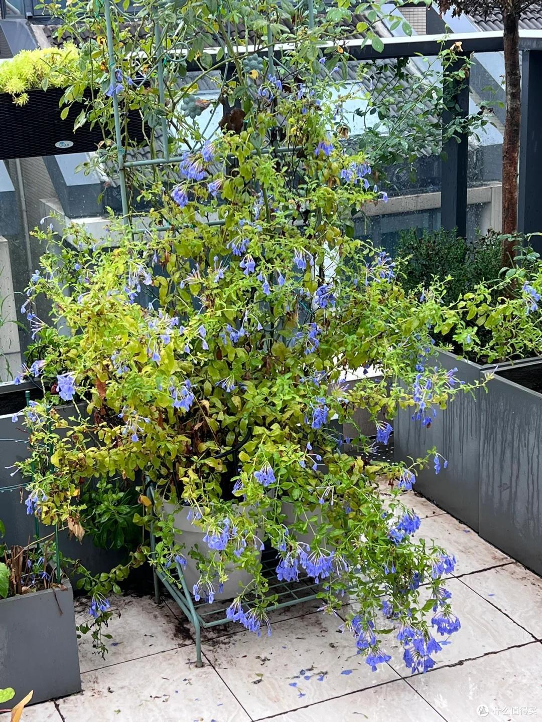 “养了7年蓝雪花,我狠心砍了”,原以为岁月静好,实则不堪重负~