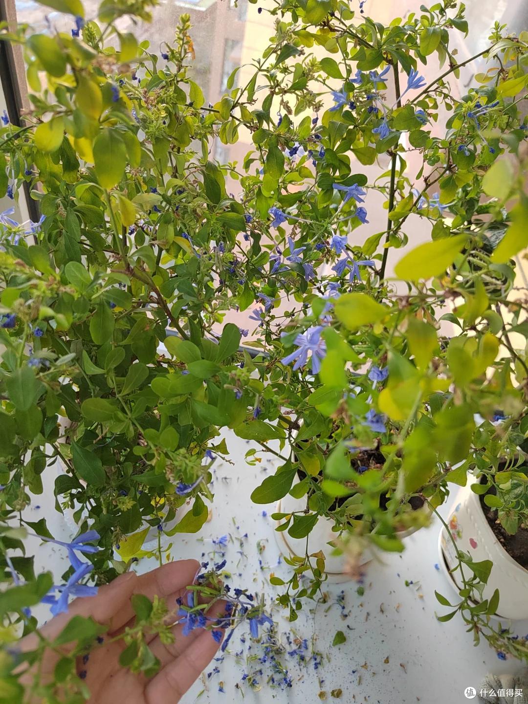 “养了7年蓝雪花,我狠心砍了”,原以为岁月静好,实则不堪重负~