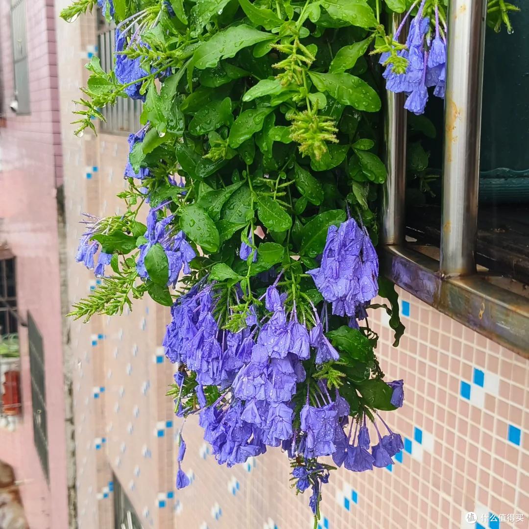 “养了7年蓝雪花,我狠心砍了”,原以为岁月静好,实则不堪重负~