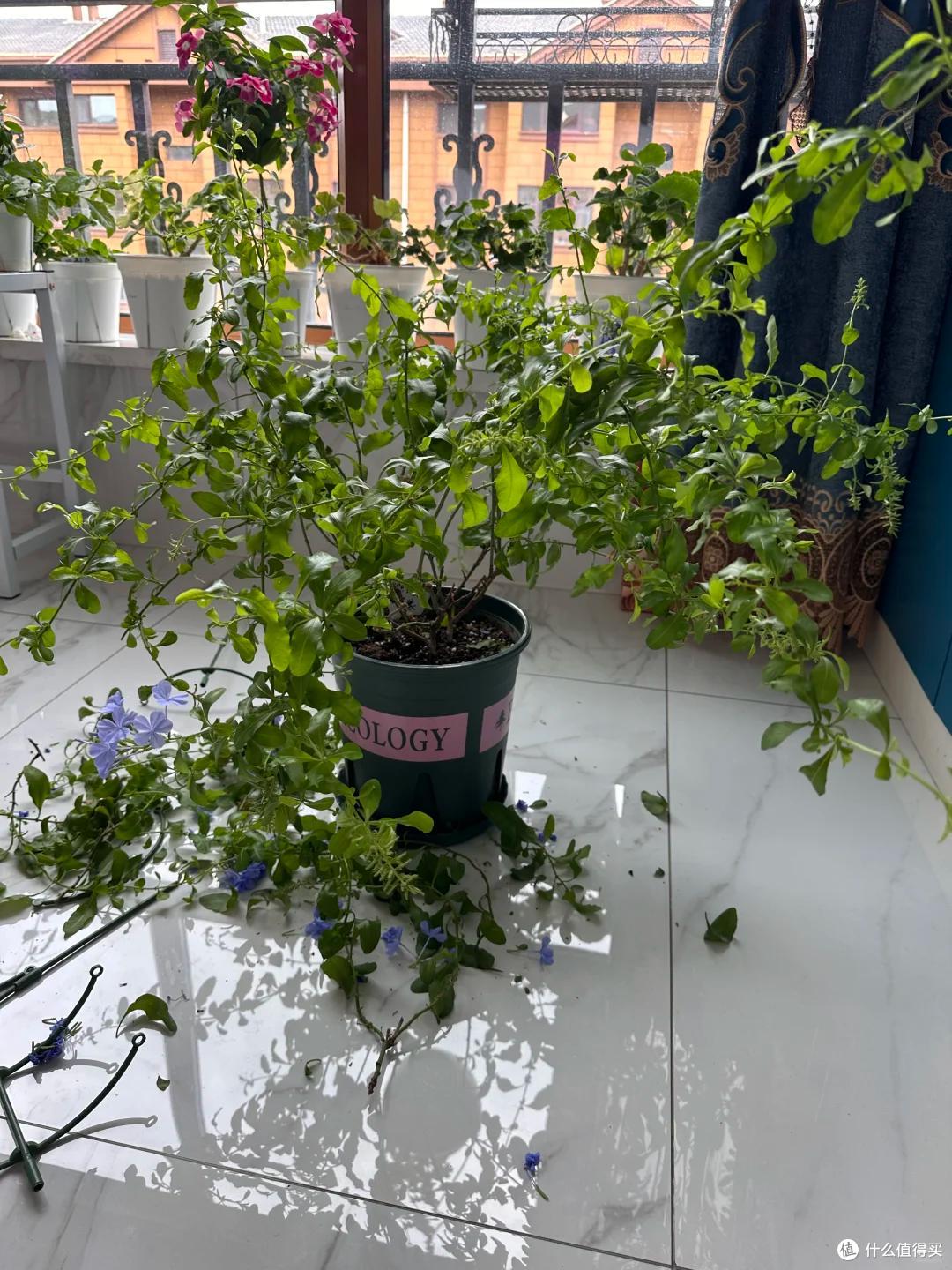 “养了7年蓝雪花,我狠心砍了”,原以为岁月静好,实则不堪重负~