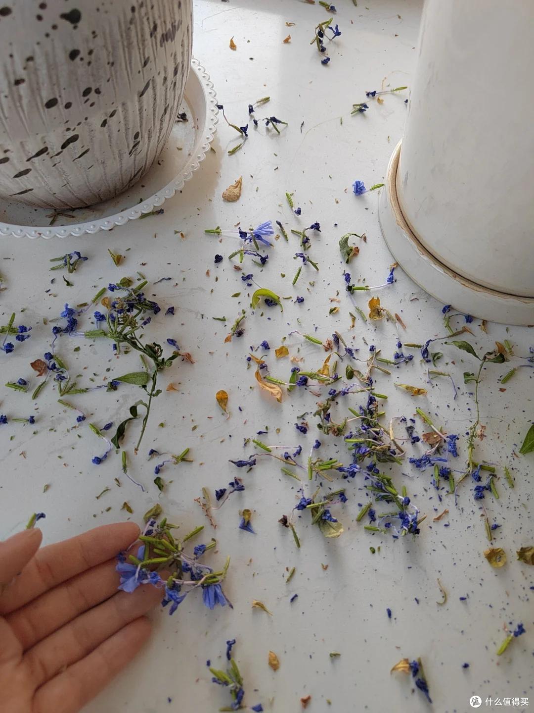“养了7年蓝雪花,我狠心砍了”,原以为岁月静好,实则不堪重负~