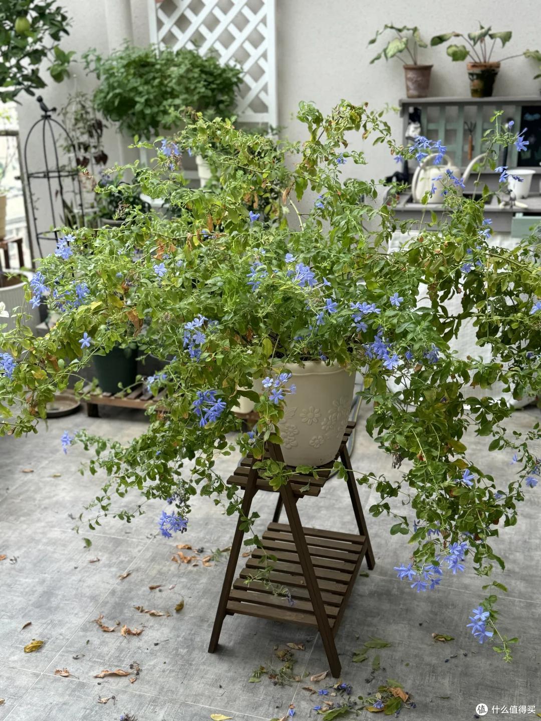 “养了7年蓝雪花,我狠心砍了”,原以为岁月静好,实则不堪重负~