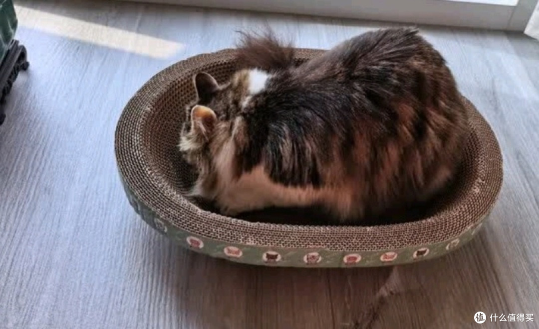养猫家庭的“救星”!这款猫抓板窝必须锁死