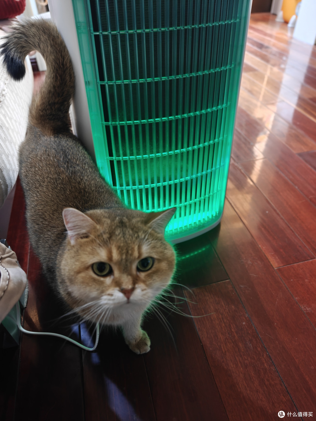 家有猫猫又过敏的朋友注意了,舒乐氏的宠物空气净化器很管用
