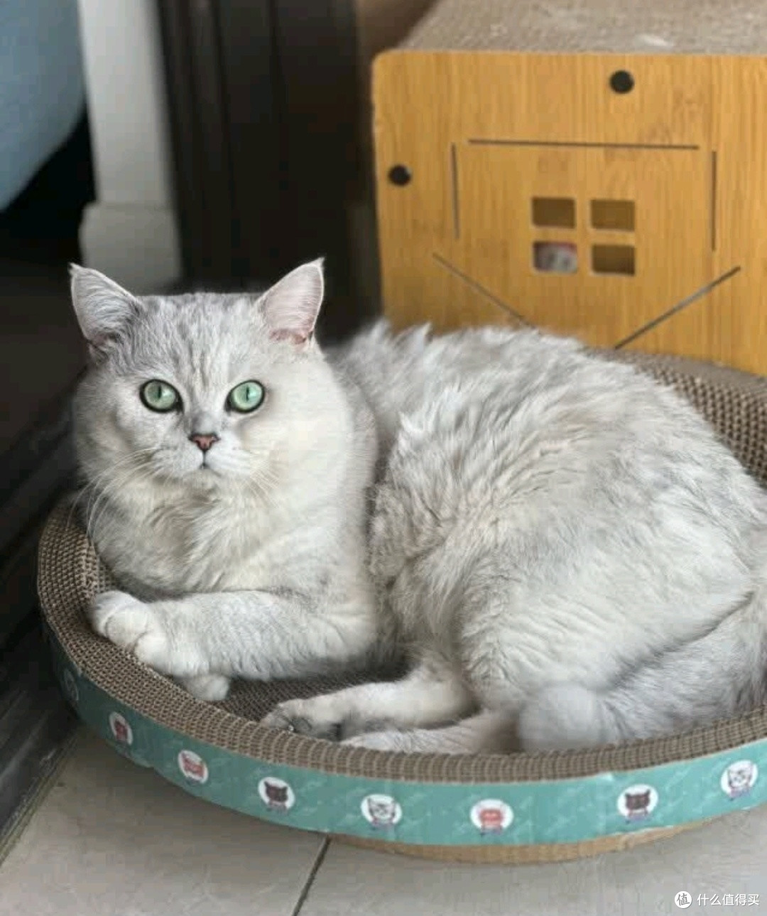 疯狂的主人猫抓板窝:碗形设计+不掉屑瓦楞纸,猫奴的“省心神器