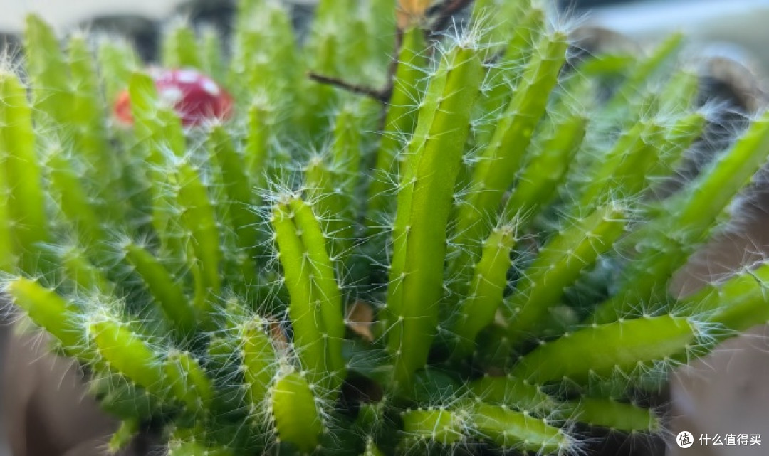 吃剩的果核别急着扔!这4种水果核变身ins风小盆栽,美翻了!