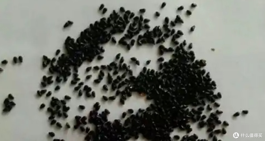 吃剩的果核别急着扔!这4种水果核变身ins风小盆栽,美翻了!