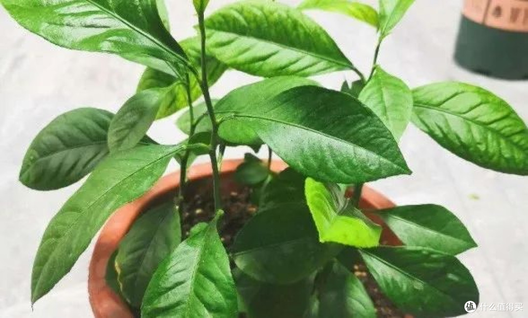 吃剩的果核别急着扔!这4种水果核变身ins风小盆栽,美翻了!