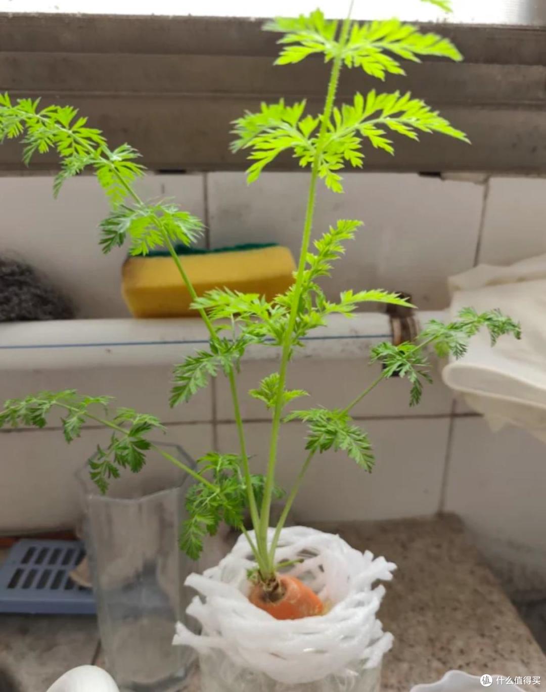 吃剩的蔬菜根可别丢,养在矿泉水瓶里,家里新鲜蔬菜,吃都吃不完