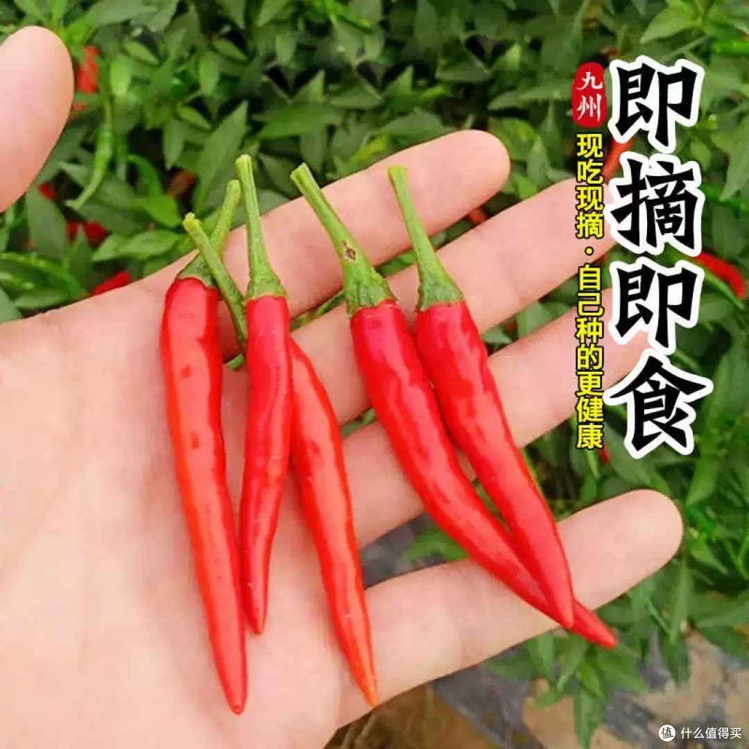 开启属于你的“辣味种植之旅”