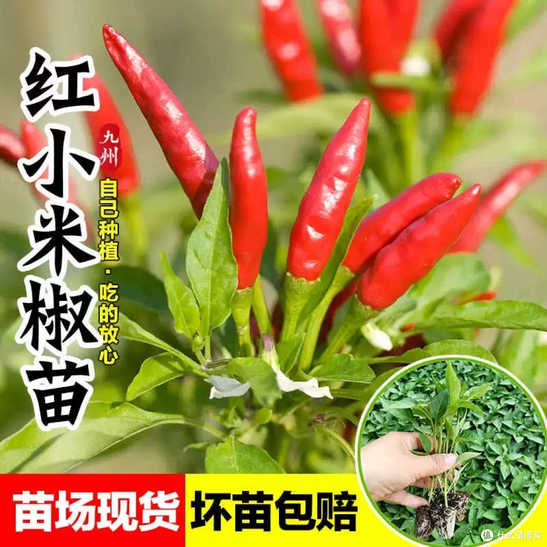 开启属于你的“辣味种植之旅”