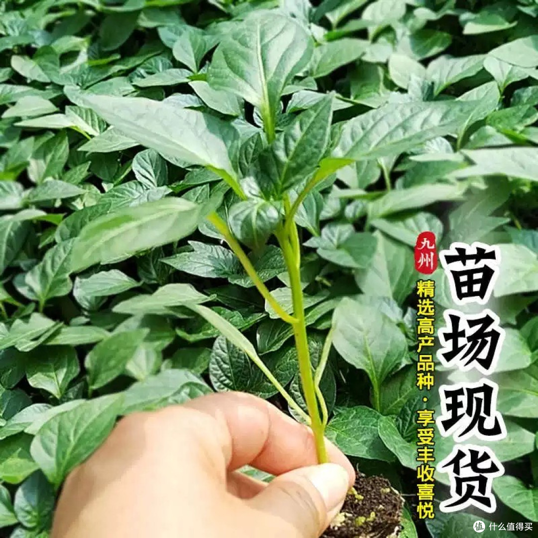开启属于你的“辣味种植之旅”