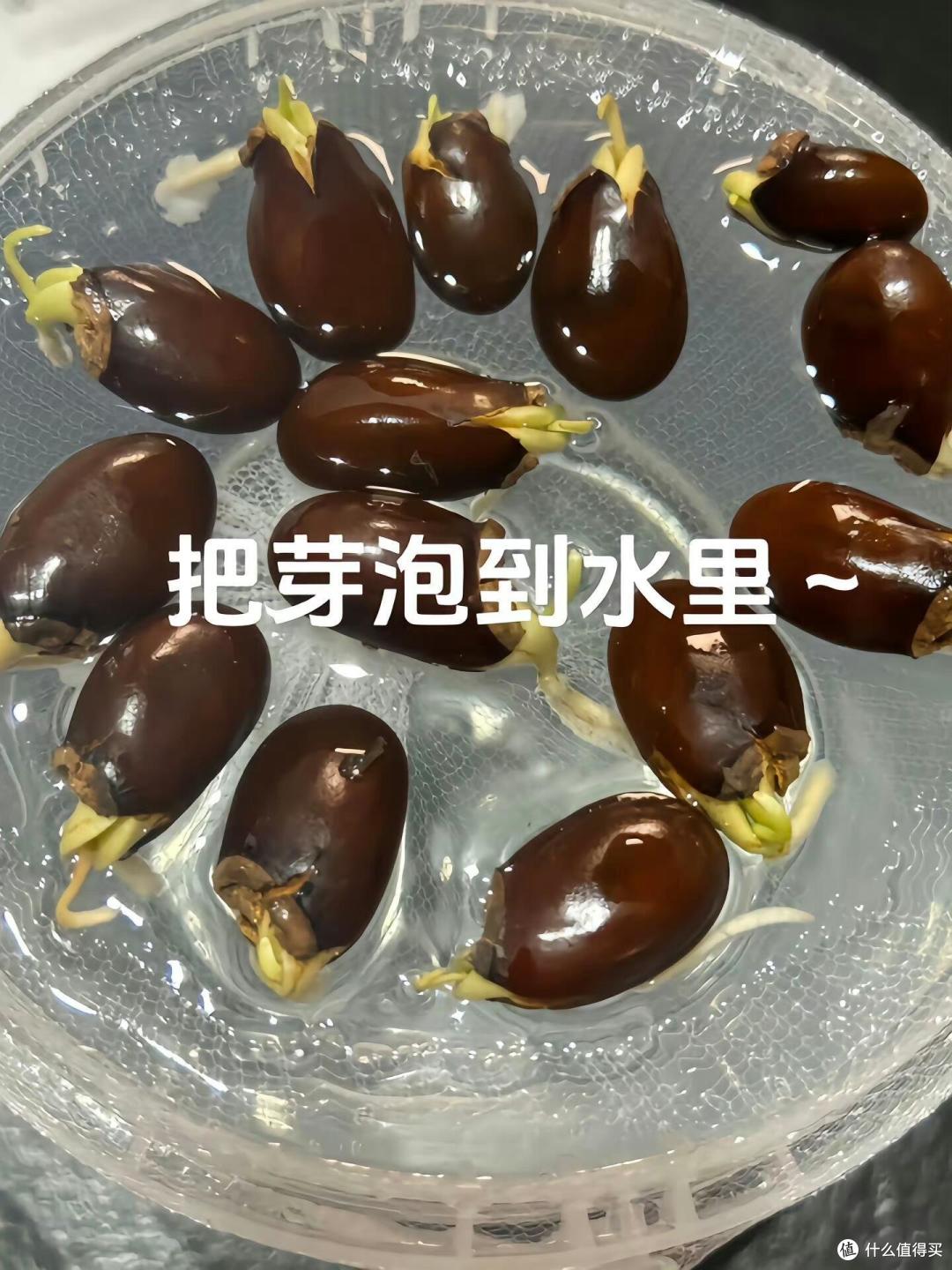 福建一姑娘把“荔枝核”泡水里,两周长成“粉盆栽”,太治愈了