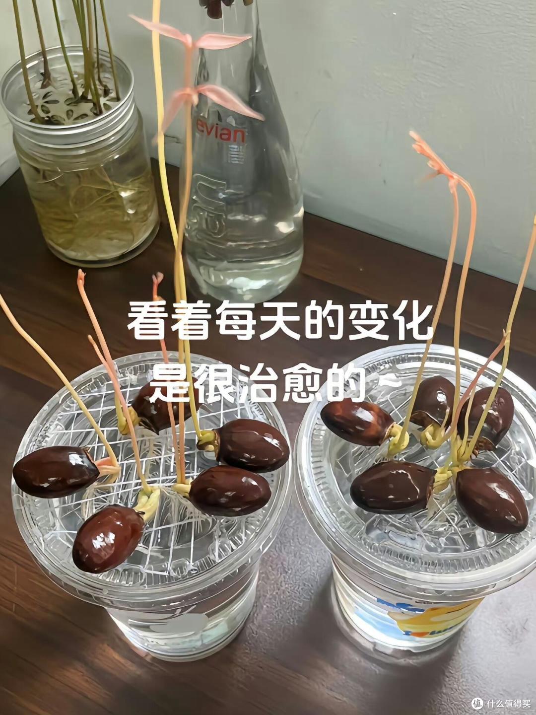 福建一姑娘把“荔枝核”泡水里,两周长成“粉盆栽”,太治愈了