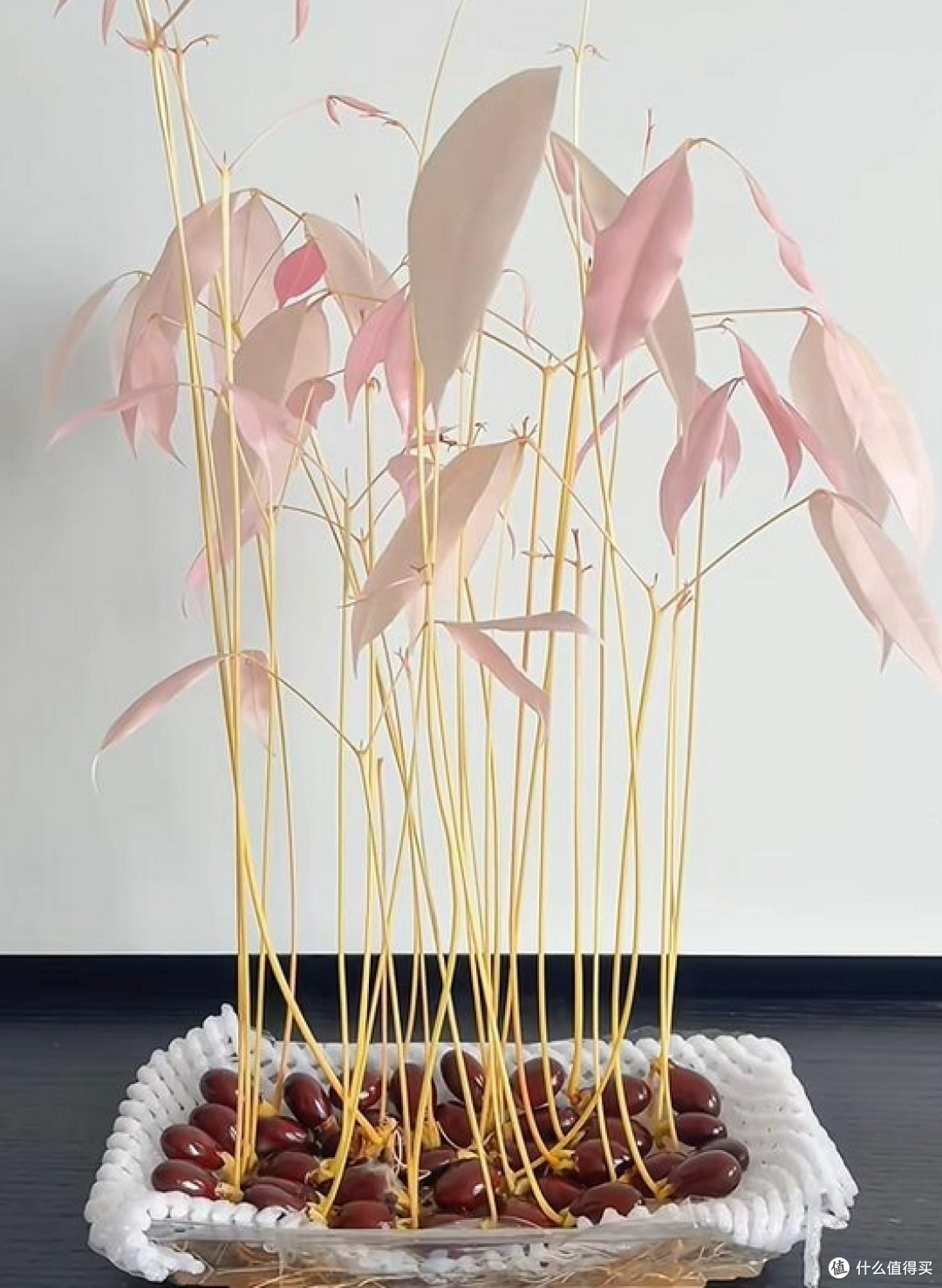 福建一姑娘把“荔枝核”泡水里,两周长成“粉盆栽”,太治愈了