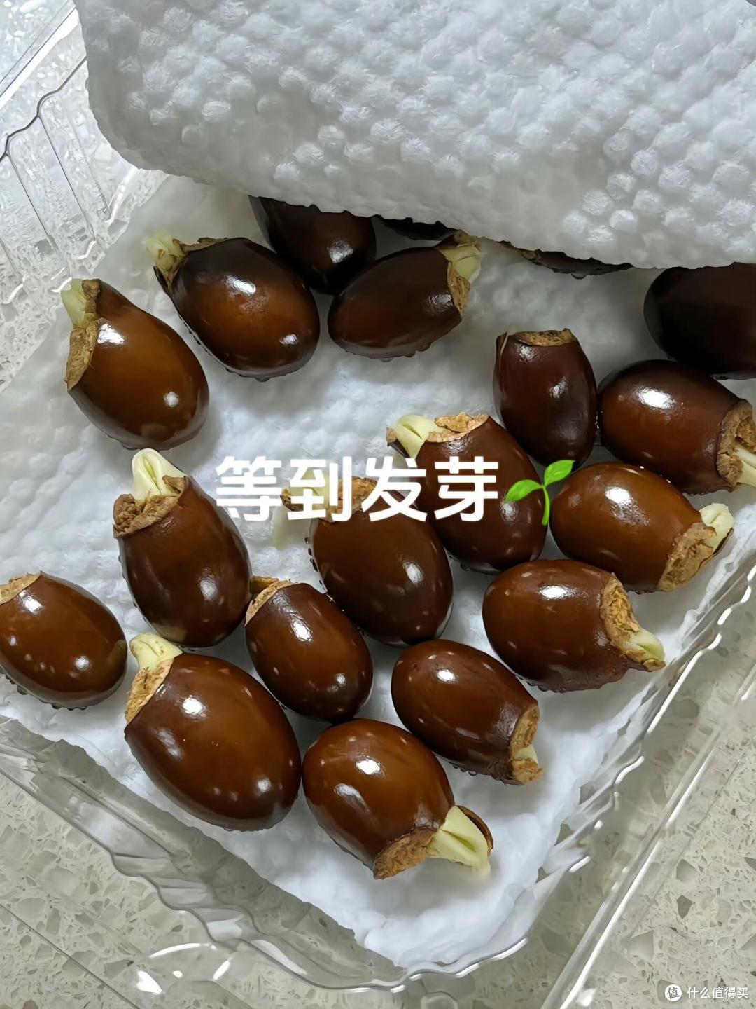 福建一姑娘把“荔枝核”泡水里,两周长成“粉盆栽”,太治愈了