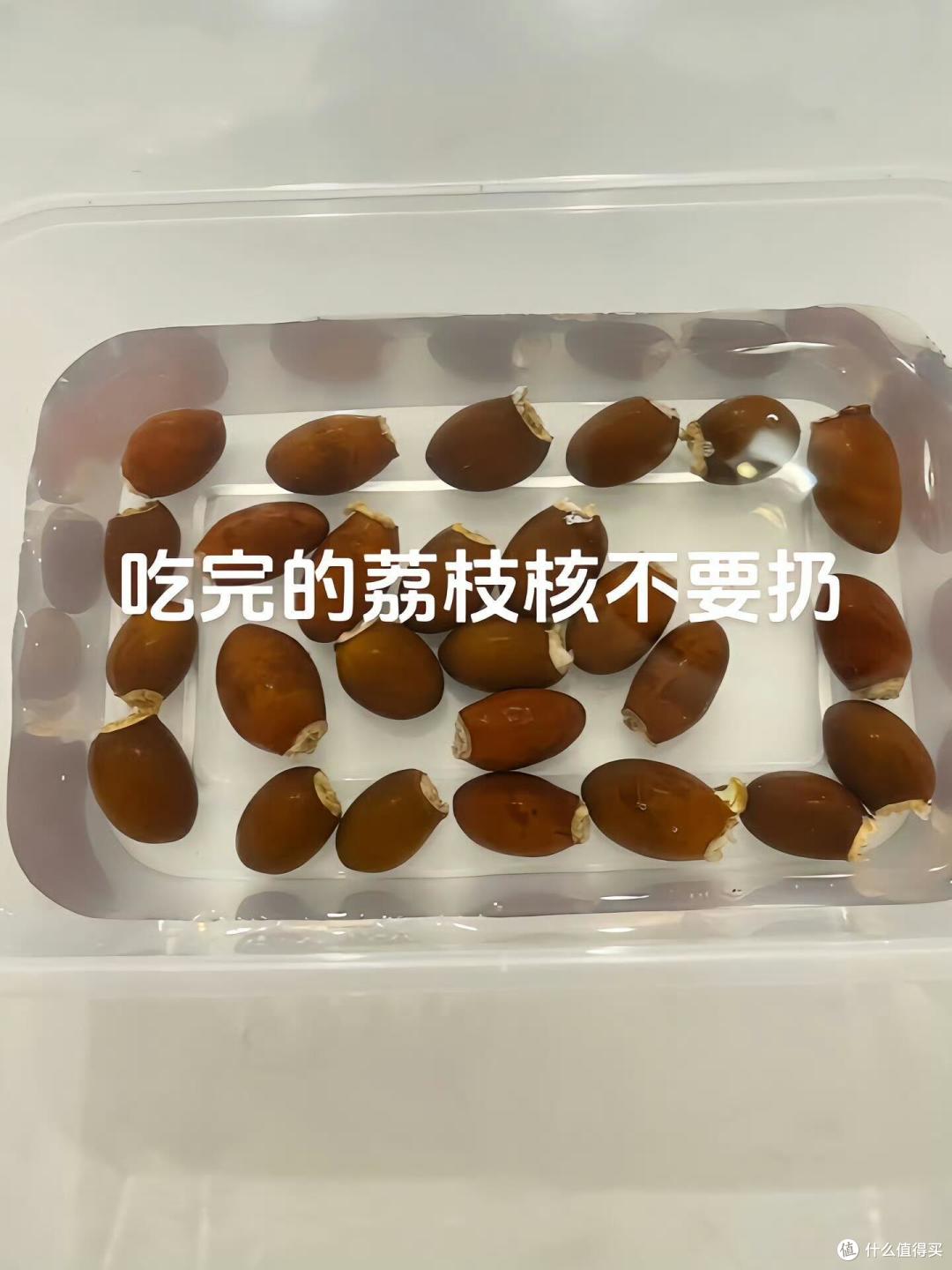 福建一姑娘把“荔枝核”泡水里,两周长成“粉盆栽”,太治愈了