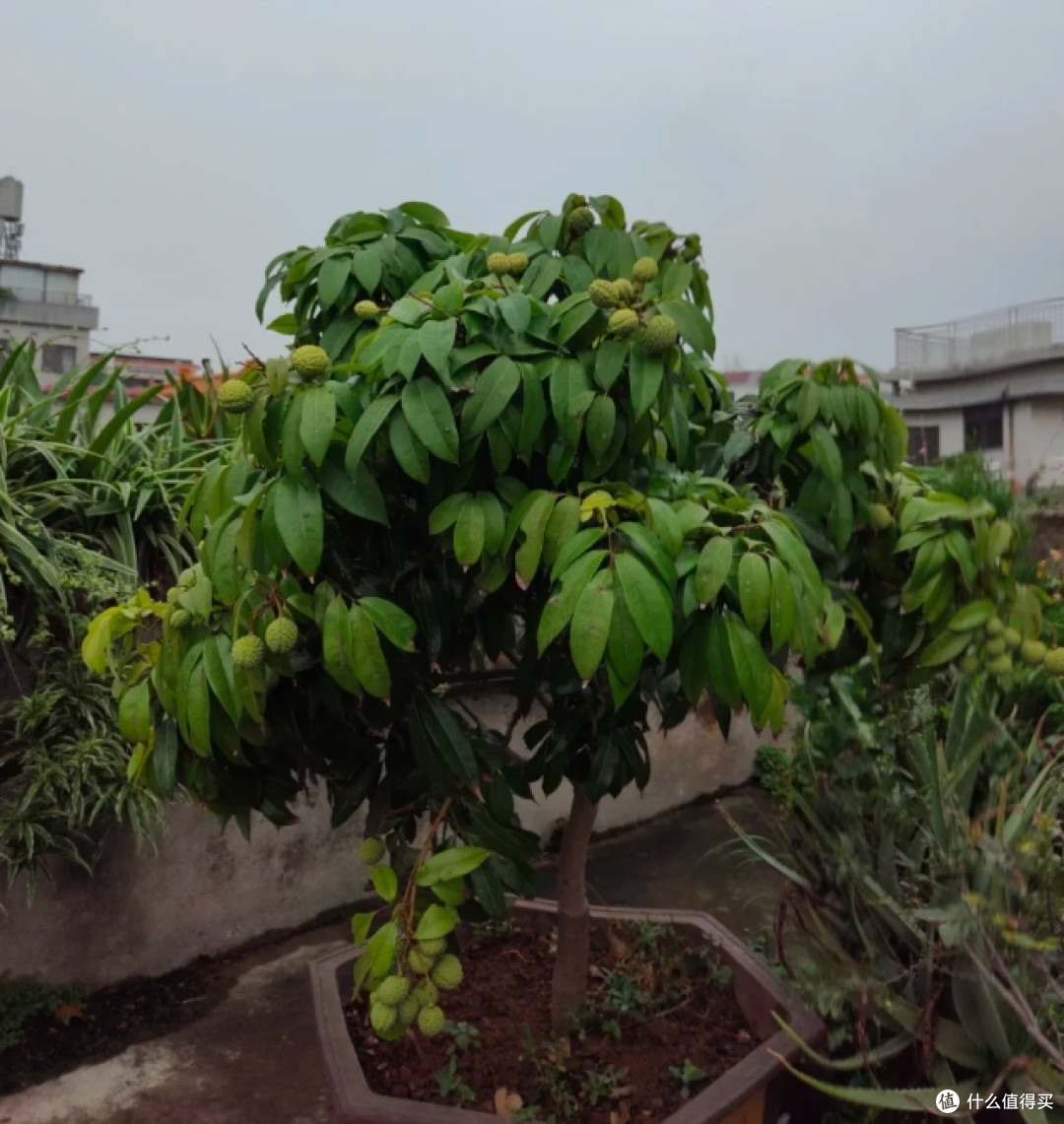 福建一姑娘把“荔枝核”泡水里,两周长成“粉盆栽”,太治愈了