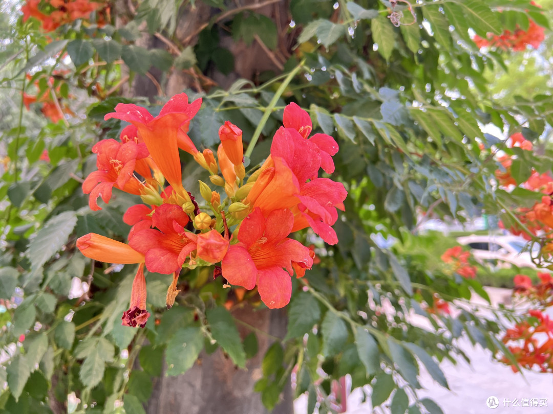 凌霄花与iPhone 13 Pro Max