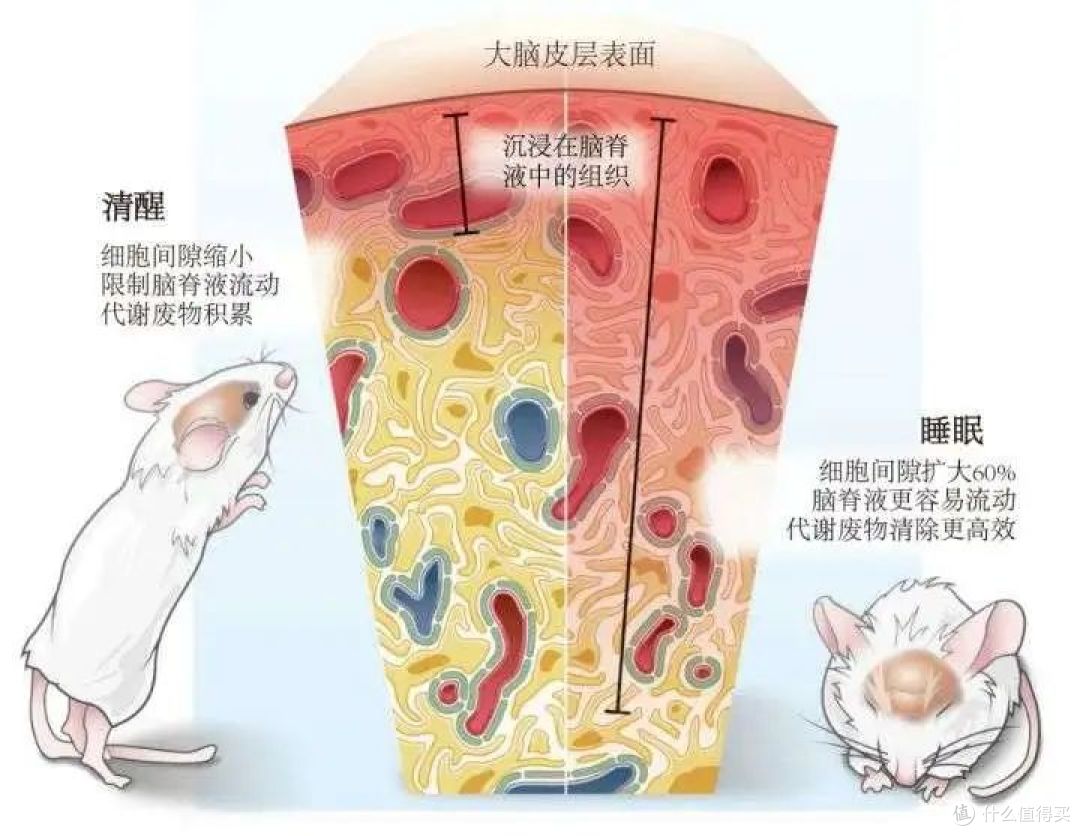 “脆皮人”自救指南,如何拯救你的免疫力?