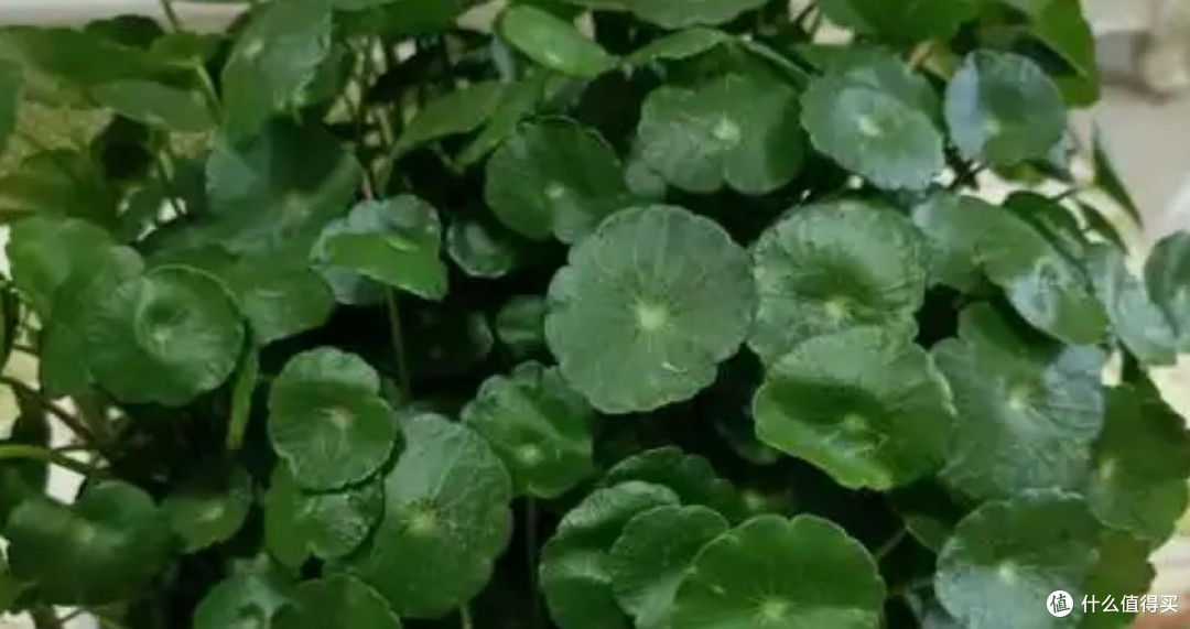 这6种花最爱"喝水"!夏天越浇越疯长,天天喝水开爆盆!