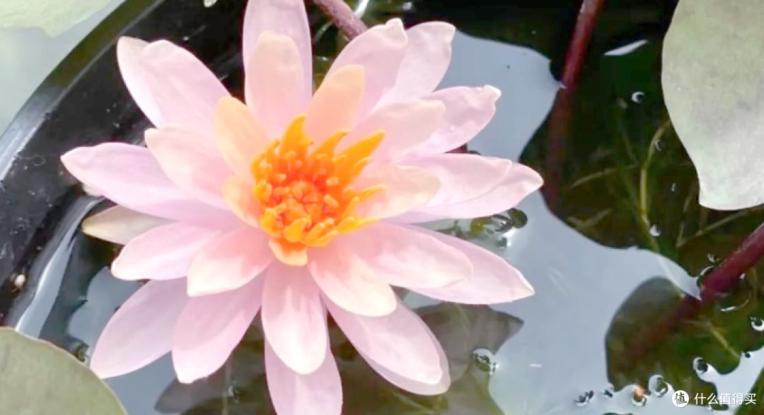 这6种花最爱"喝水"!夏天越浇越疯长,天天喝水开爆盆!