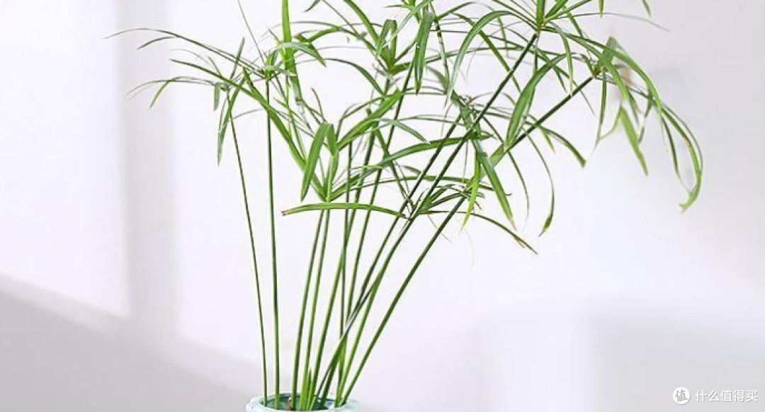 这6种花最爱"喝水"!夏天越浇越疯长,天天喝水开爆盆!