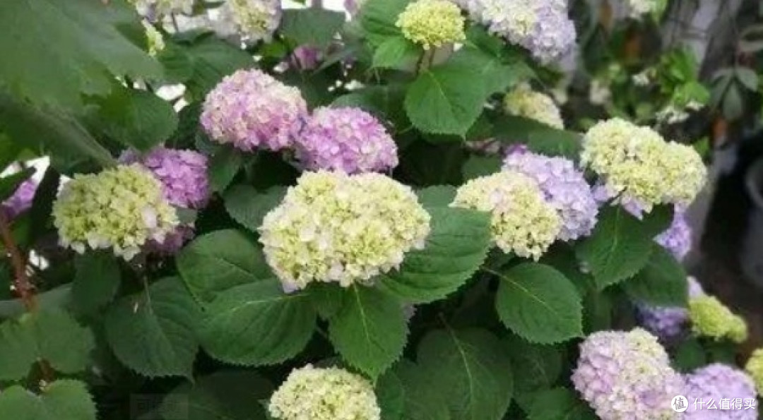 这6种花最爱"喝水"!夏天越浇越疯长,天天喝水开爆盆!