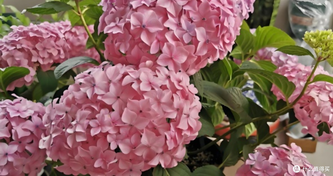 这6种花最爱"喝水"!夏天越浇越疯长,天天喝水开爆盆!