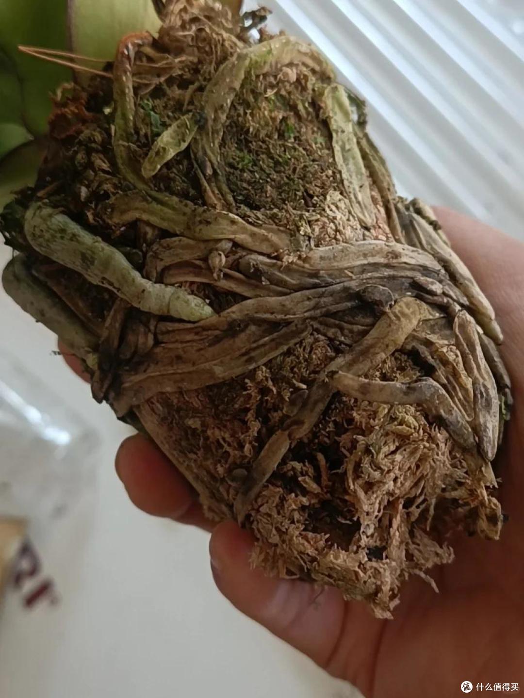 春节买的蝴蝶兰,为何总是“被丢弃”,背后的“猫腻”令人深思~