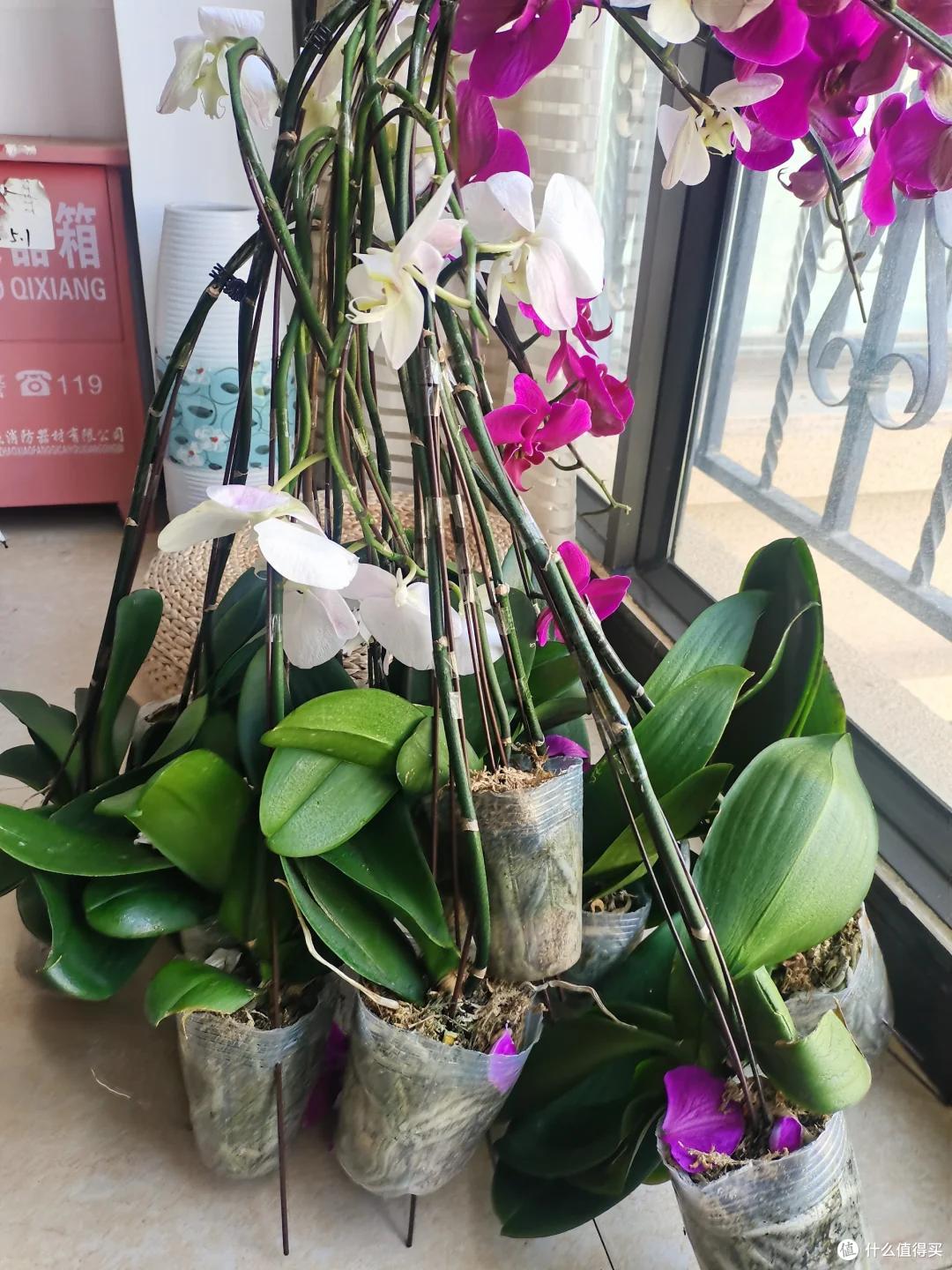 春节买的蝴蝶兰,为何总是“被丢弃”,背后的“猫腻”令人深思~