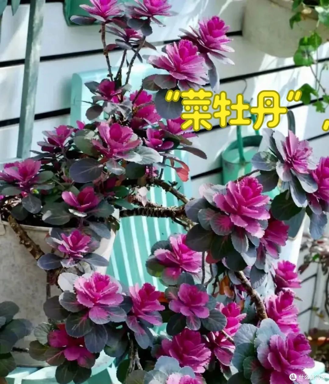 女子把生菜养成“六亲不认”的样子,网友:莫不是要成菜精了!