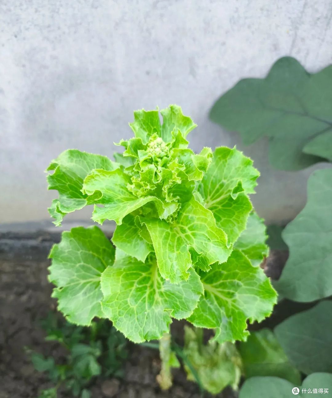 女子把生菜养成“六亲不认”的样子,网友:莫不是要成菜精了!