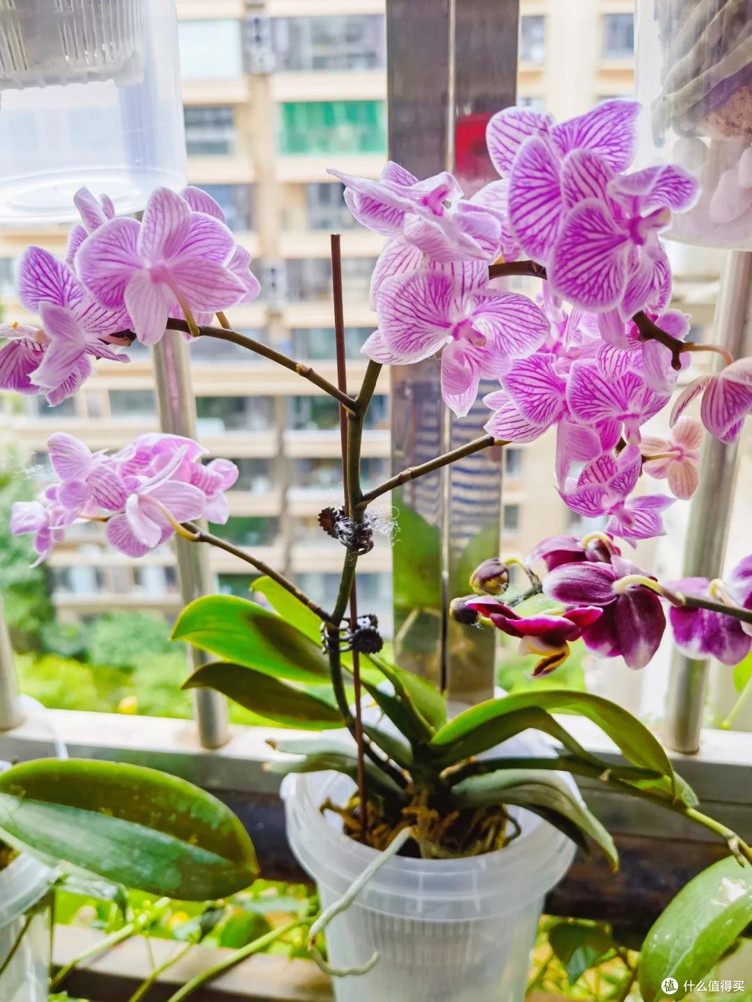 被花友“奶茶桶养蝴蝶兰”的方法惊呆了，不仅好看，开花也很绝~