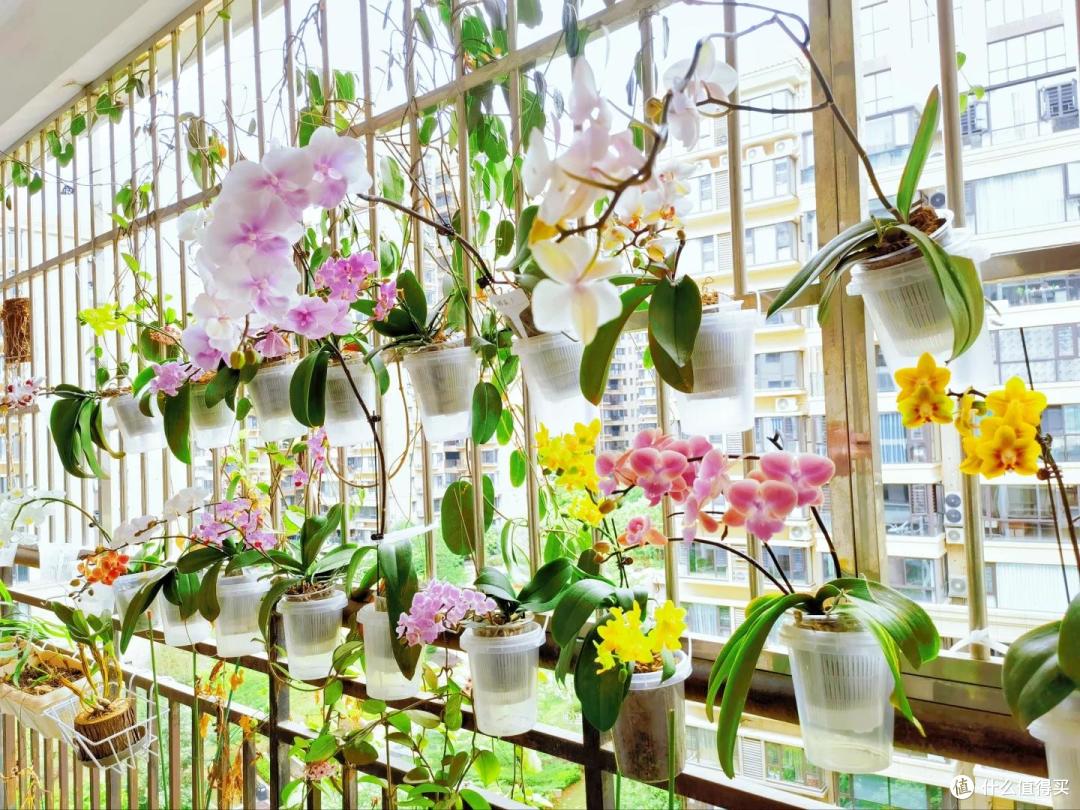 被花友“奶茶桶养蝴蝶兰”的方法惊呆了，不仅好看，开花也很绝~