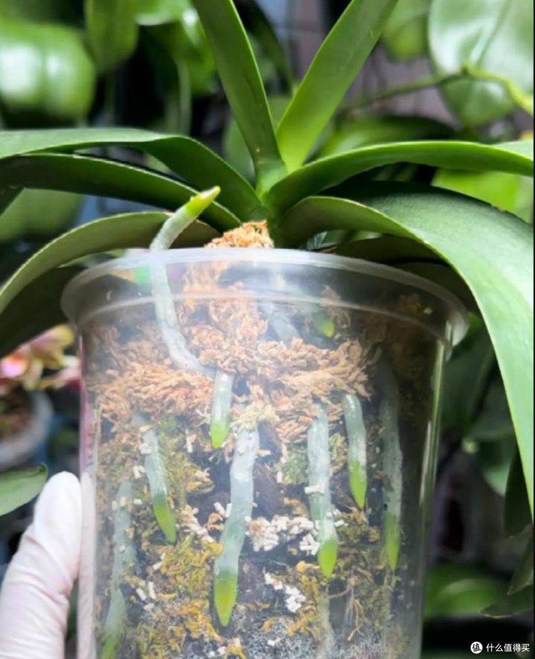 被花友“奶茶桶养蝴蝶兰”的方法惊呆了，不仅好看，开花也很绝~