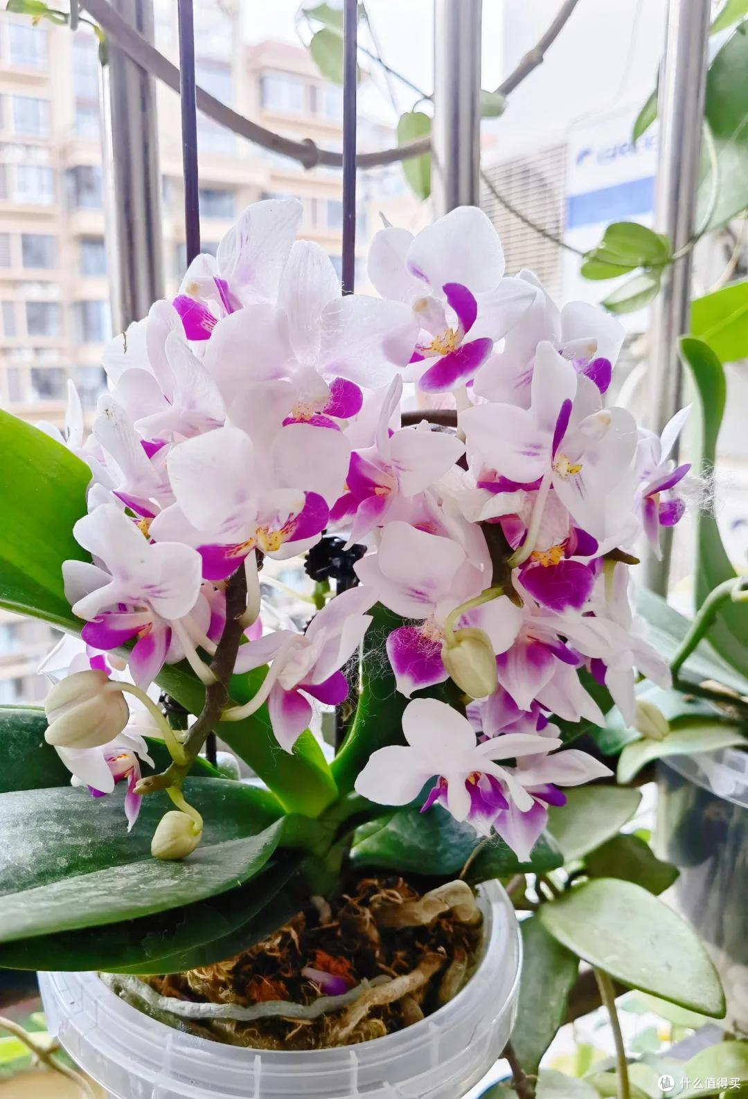 被花友“奶茶桶养蝴蝶兰”的方法惊呆了，不仅好看，开花也很绝~