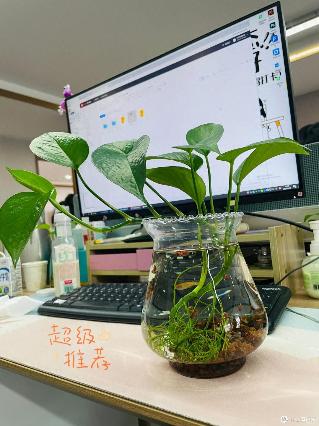 浙江一姑娘在“工位养绿萝”,长成水下“小森林”,治愈感绝了~