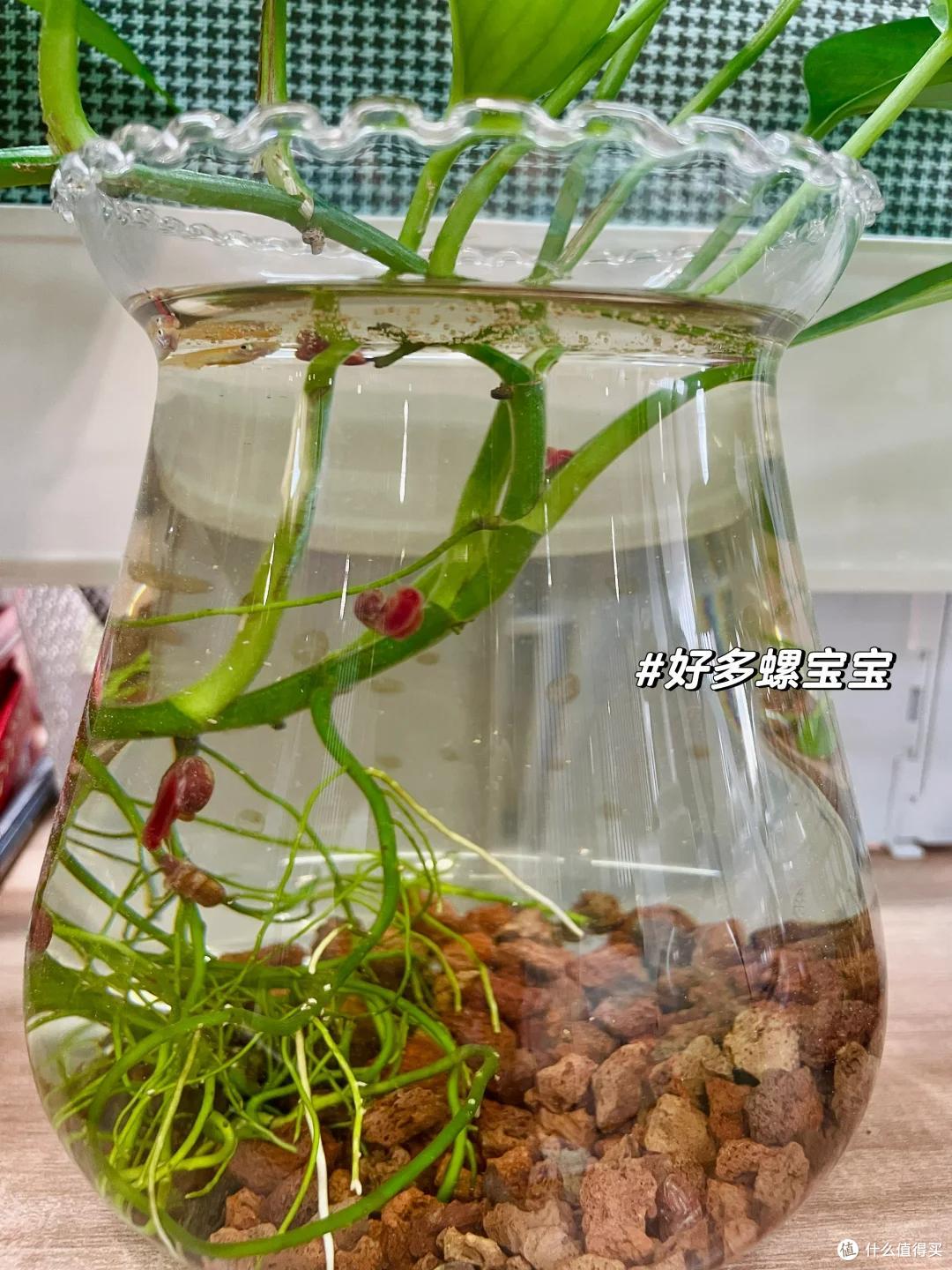 浙江一姑娘在“工位养绿萝”,长成水下“小森林”,治愈感绝了~