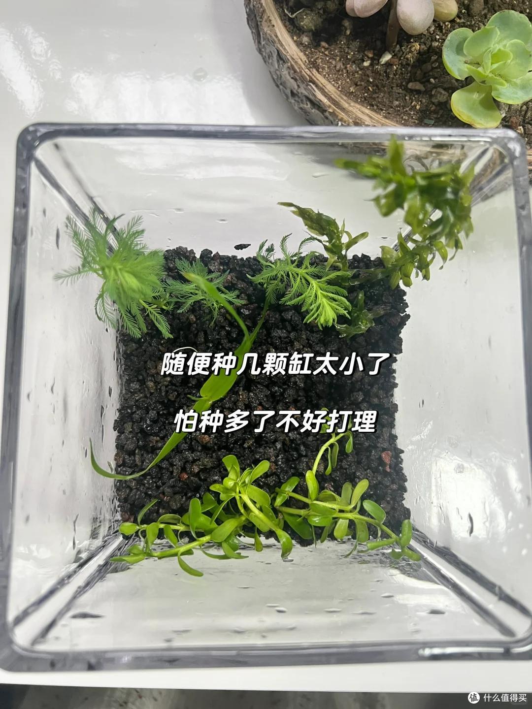 浙江一姑娘在“工位养绿萝”,长成水下“小森林”,治愈感绝了~
