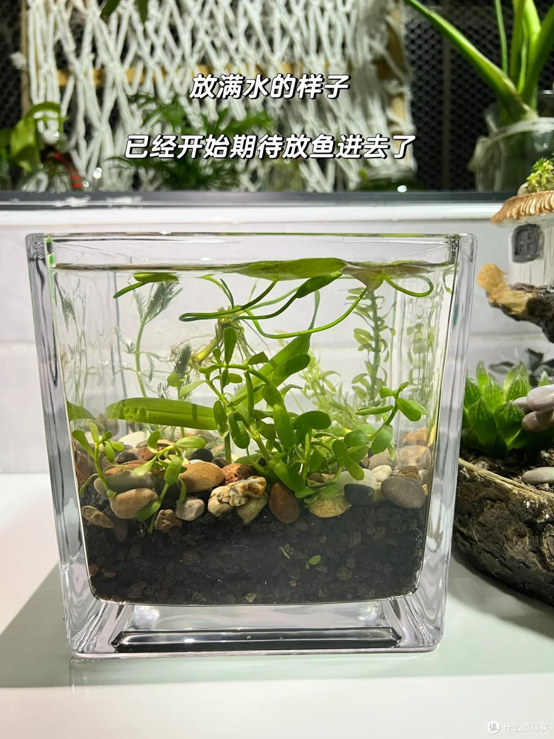 浙江一姑娘在“工位养绿萝”,长成水下“小森林”,治愈感绝了~