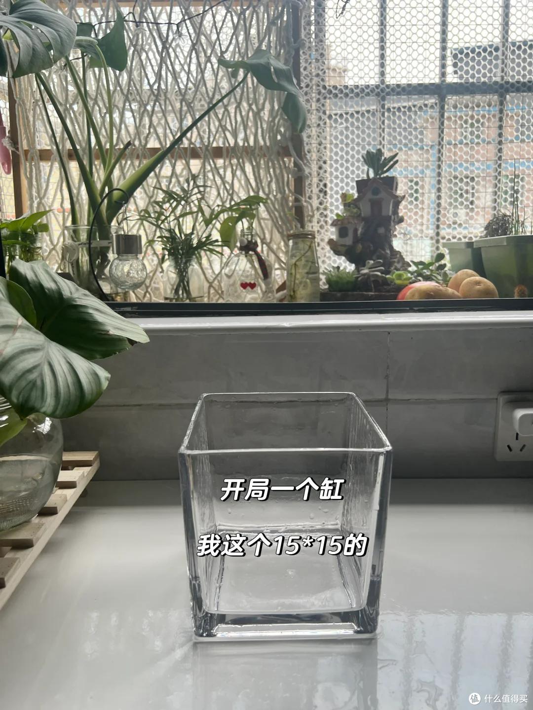 浙江一姑娘在“工位养绿萝”,长成水下“小森林”,治愈感绝了~