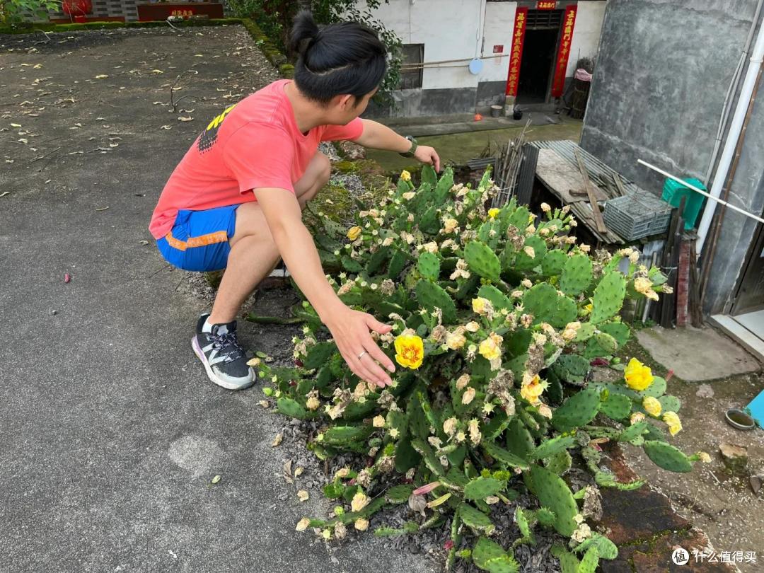 四川一人家院里的仙人掌,因“长成了圣诞树的模样”走红,好个性