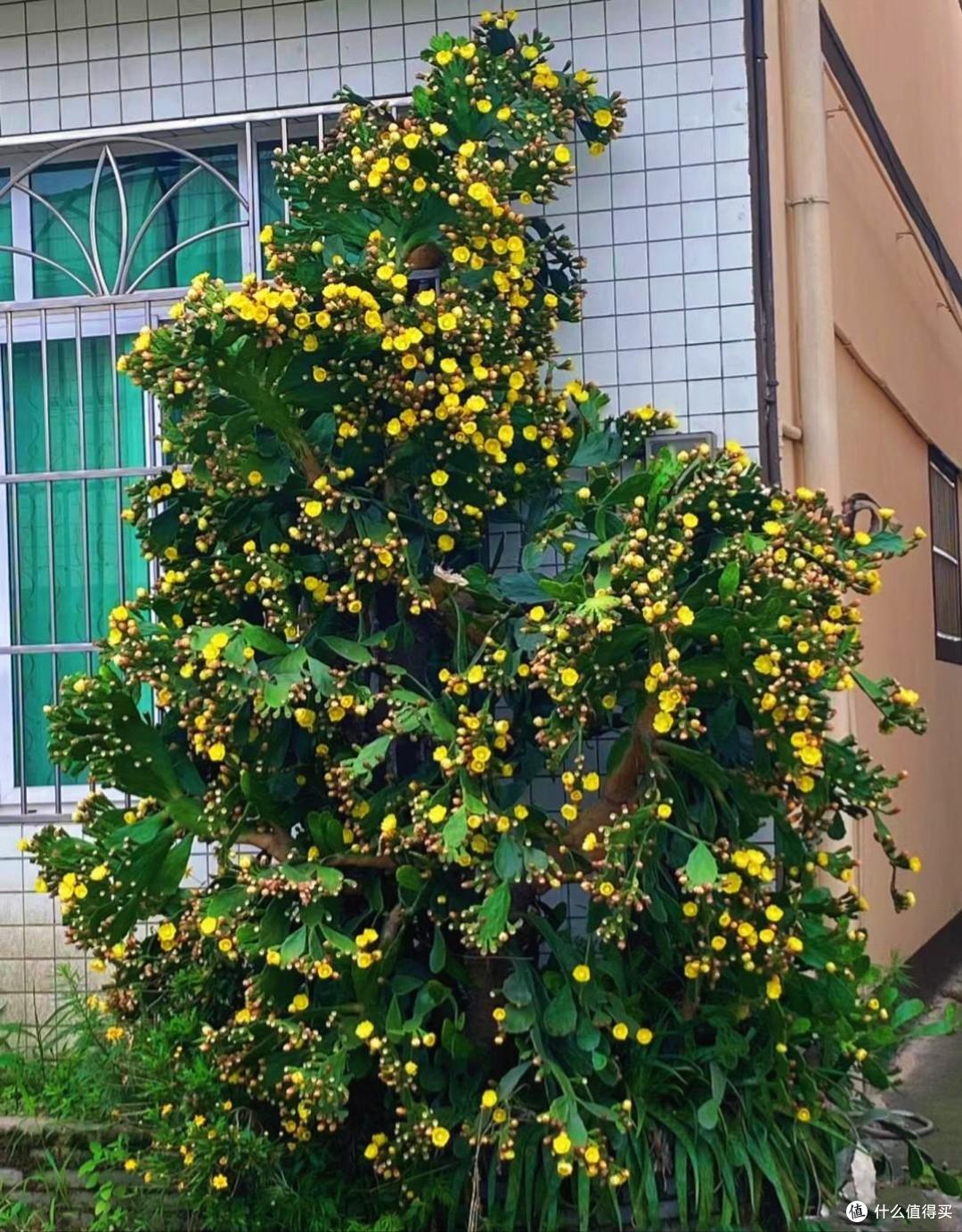 四川一人家院里的仙人掌,因“长成了圣诞树的模样”走红,好个性