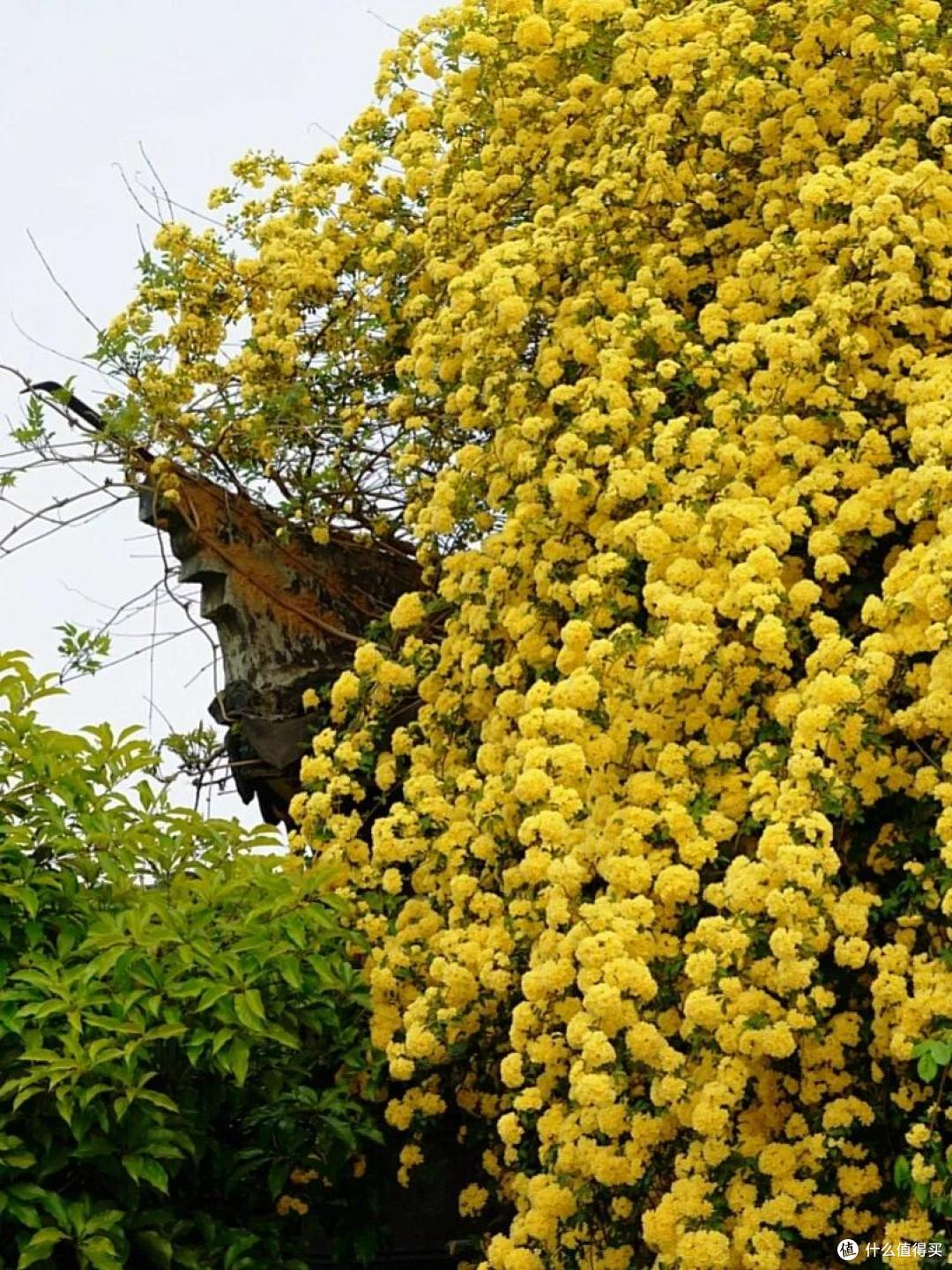 苏州一人家门口的花,凭超高“颜值”火了,网友:平生第一次看见